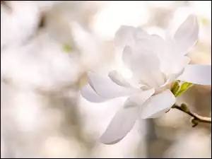 Biała magnolia w rozmyciu