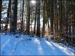 Śnieg, Słońce, Drzewa, Las, Zima