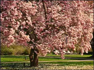 Kwiaty, Wiosna, Magnolia, Drzewo, Park