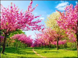 Wiosna, Kwitnące, Drzewa, Ścieżka