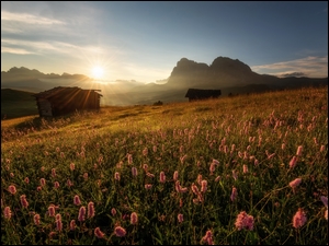 Kwitnące kwiaty na górskiej polanie w Dolomitach o wschodzie słońca