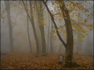 Drzewa, Las, Liście, Jesień, Pożółkłe, Mgła