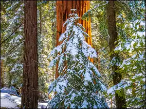 Zima, Stany Zjednoczone, Park Narodowy King Canyon, Śnieg, Kalifornia, Drzewa, Pnie, General Grant Grove