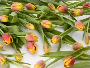 Dwukolorowe wiosenne tulipany