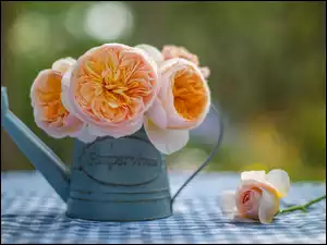 Konewka, Kwiaty, Róże