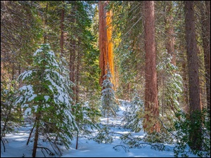 Zielone drzewa i sekwoje w śniegu