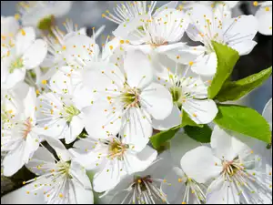 Kwiaty, Drzewo owocowe, Rozwinięte, Białe