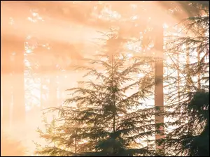 Drzewa, Słoneczne, Mgła, Las, Przebijające światło
