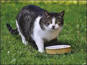 Kot z miską na trawie