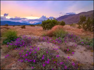 Góry, Park stanowy, Drzewa, Kalifornia, Anza Borrego Desert, Kwiaty, Stany Zjednoczone, Łąka