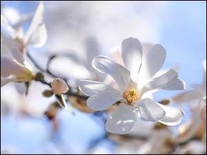 Gałązka białej magnolii