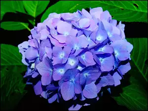 Zbliżenie, Niebieski, Kwiat, Hortensja