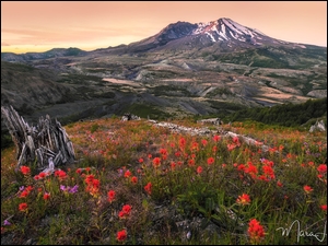 Czerwone kwiaty na łące z widokiem na wulkan Mount St. Helens
