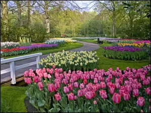 Tulipany, Żonkile, Park, Kolorowe, Mostek, Krzewy, Drzewa