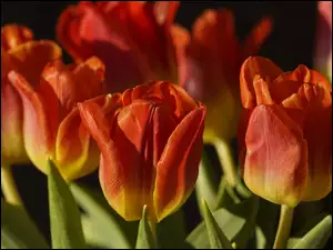 Rozkwitnięte czerwono-żółte tulipany w słońcu