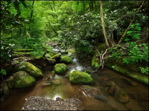 Omszone kamienie w potoku w zielonym lesie