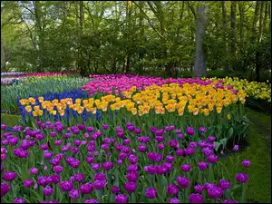 Park, Kolorowe, Tulipany, Drzewa