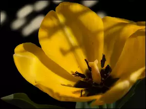 Płatki żółtego tulipana