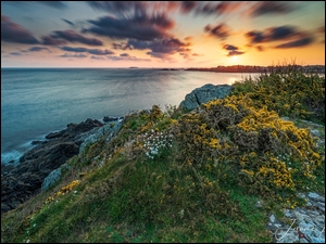 Żółte kwiaty na skałach nad morzem w Bretani