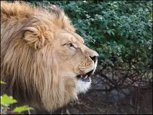 Zbliżenie z profilu łba lwa