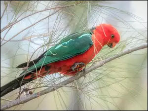 Ptak, Sosna, Papuga, Zielono-czerwona, Gałązki