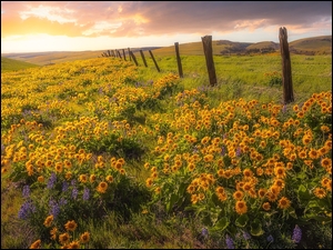 Polne kwiaty i ogrodzenie na wzgórzach rezerwatu przyrody Columbia Hills State Park