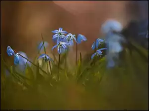 Trawa, Cebulice syberyjskie, Niebieskie, Kwiaty