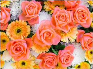 Astry, Kwiaty, Róże, Gerbery