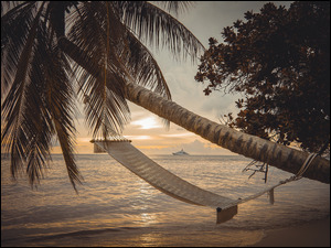 Pochylona palma i hamak na plaży w tropikach o zachodzie słońca