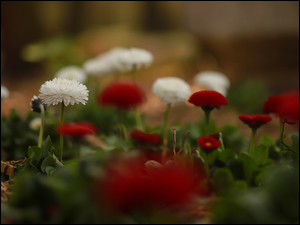 Kwiaty, Stokrotki, Białe, Czerwone