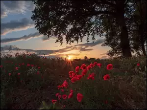 Czerwone maki na polu i drzewa w promieniach zachodzącego słońca