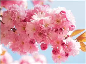 Kwiaty, Drzewo owocowe, Wiśnia japońska, Gałązka