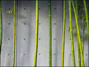 Ściana, Bambus, Łodygi, Roślina