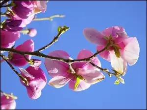 Niebo, Gałązka, Kwiaty, Magnolia