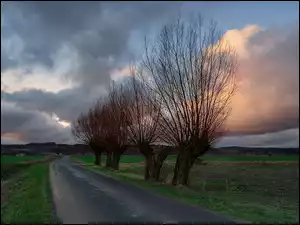 Drzewa przy polnej drodze pod zachmurzonym niebem