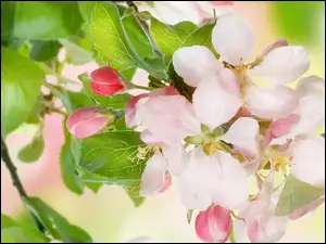 Gałązka, Drzewo owocowe, Kwiaty, Liście, Biało-różowe, Pąki