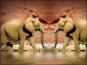 Słonie, Skały, Woda