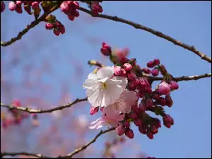 Kwiaty, Drzewo owocowe, Wiśnia japońska, Różowe