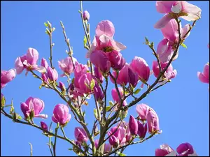 Gałązki, Magnolia, Kwiaty