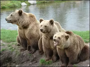 Trzy niedźwiedzie brunatne nad wodą