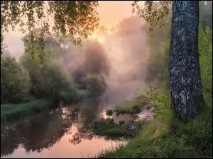 Mgła, Rzeka, Drzewo, Przebijające światło