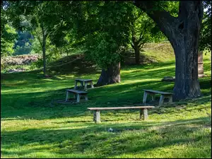 Ławki pod drzewami w słonecznym parku