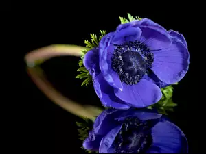 Odbicie, Kwiaty, Niebieski, Zawilec