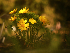 Miłki wiosenne, Żółte, Kwiaty