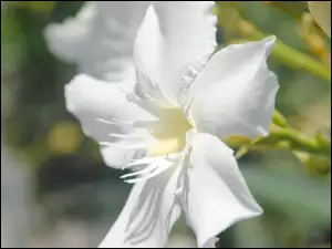 Eucharis, Biały, Kwiat, Lilia amazońska