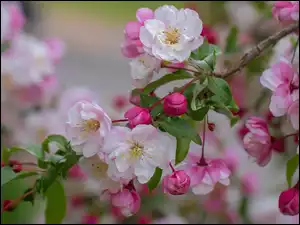 Gałązka, Kwiaty, Jabłoń, Drzewo owocowe, Biało-różowe