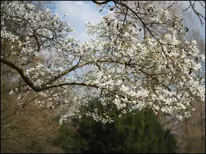 Drzewo, Magnolia, Białe, Kwiaty