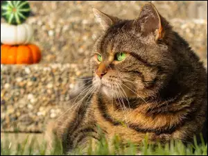 Bury zielonooki kot w słońcu