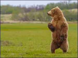 Stojący na dwóch łapach niedźwiedź