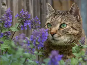 Zapatrzony bury kot w niebieskich kwiatach